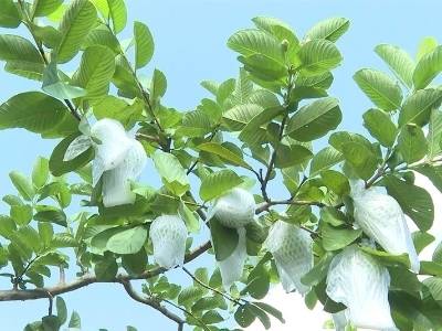 超出天然硒品标准近7倍！阳西县塘口镇红宝石芭乐走俏市场