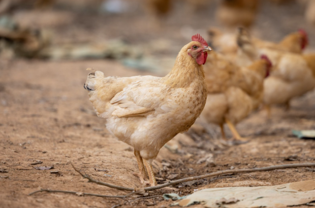 肇庆封开杏花鸡。