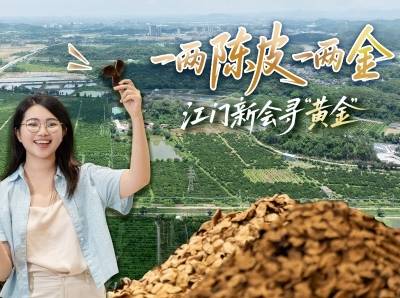 产值近280亿元，江门新会陈皮为何贵如“黄金”？| 粤来粤好百千万
