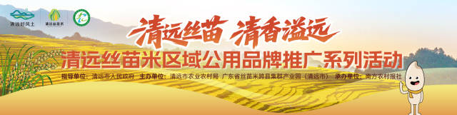 品鲜、玩趣、赢好礼！这个周日，清远丝苗米香飘广州华南新城