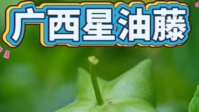 广西星油藤，你知道是什么吗？