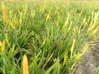 深汕唯一！赤石双宫岭有个黄花菜基地｜“百千万工程”一线报告