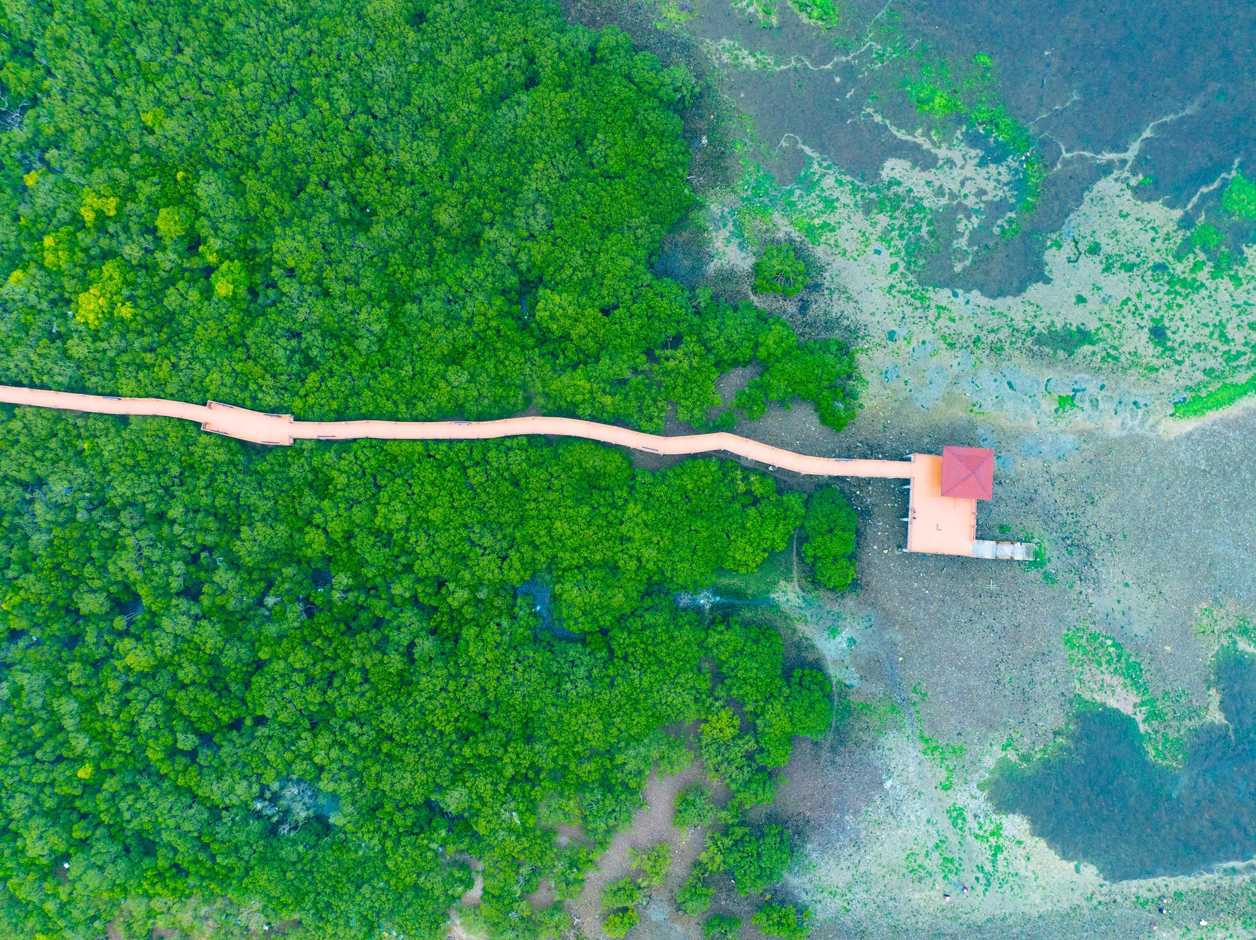 湛江特呈島生長著全球罕見的生態紅樹林古樹群。(藍東旭 攝) 湛江特呈岛生长着全球罕见的红树林古树群。(蓝东旭 摄)