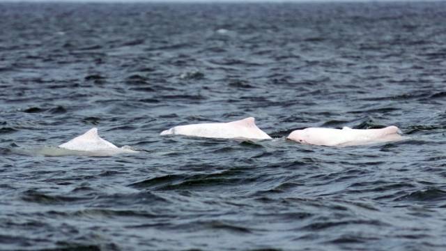 海上新广东之新生态篇