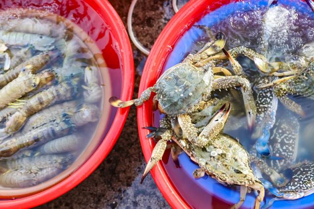 海鲜直播让渔市摆脱传统，迈向数字化台阶。（吴秒衡 摄）