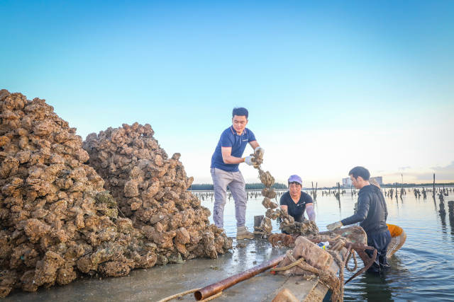 陈志文投身生蚝行业15年，致力于将湛江蚝品牌做大做强。（吴秒衡 摄）