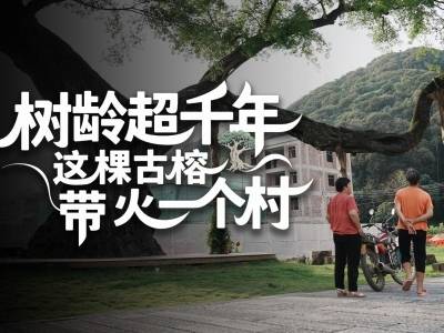 树龄超千年，惠州这棵古榕带火一个村｜寻迹218最美公路⑮
