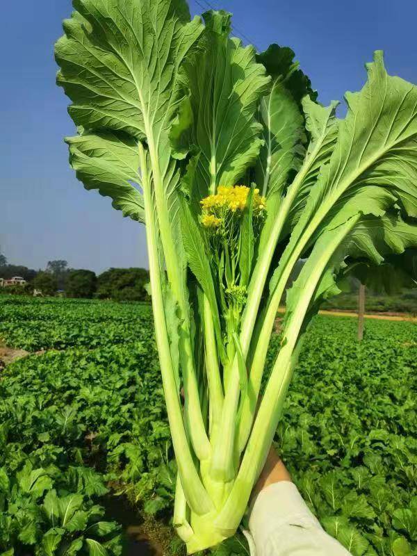 长够120天的增城迟菜心。