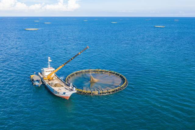 湛江深海网箱养殖优势产区产业园。(视觉中国供图) 湛江深海网箱养殖优势产区产业园。(视觉中国供图)