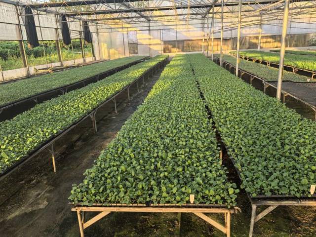 长够120天才正宗！选购增城迟菜心请认准专用标识！
