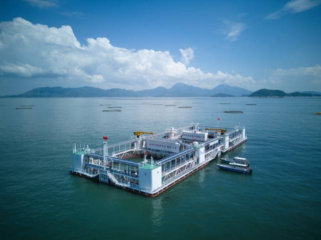 “格盛1号”2025年完成首季试养，收获章红鱼超10万斤。（黄坚文 摄）