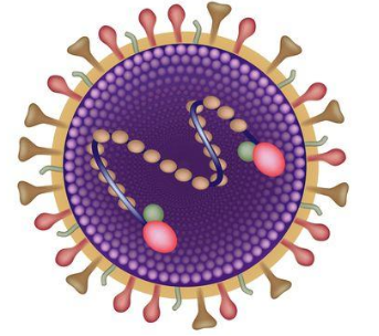 认清呼吸道合胞病毒(RSV)这个