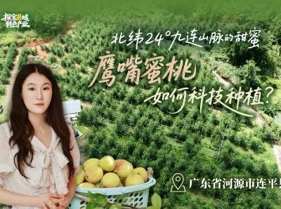 培育出4个“亿元村”，河源连平鹰嘴蜜桃的甜蜜致富经｜粤来粤好百千万