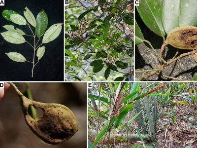 这种广东特有的珍稀植物，通过新技术繁殖成功