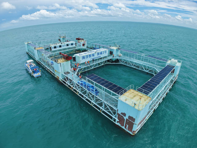 智能化深远海养殖平台“海威2号”一年四季鱼获不断。（蓝东旭 摄）