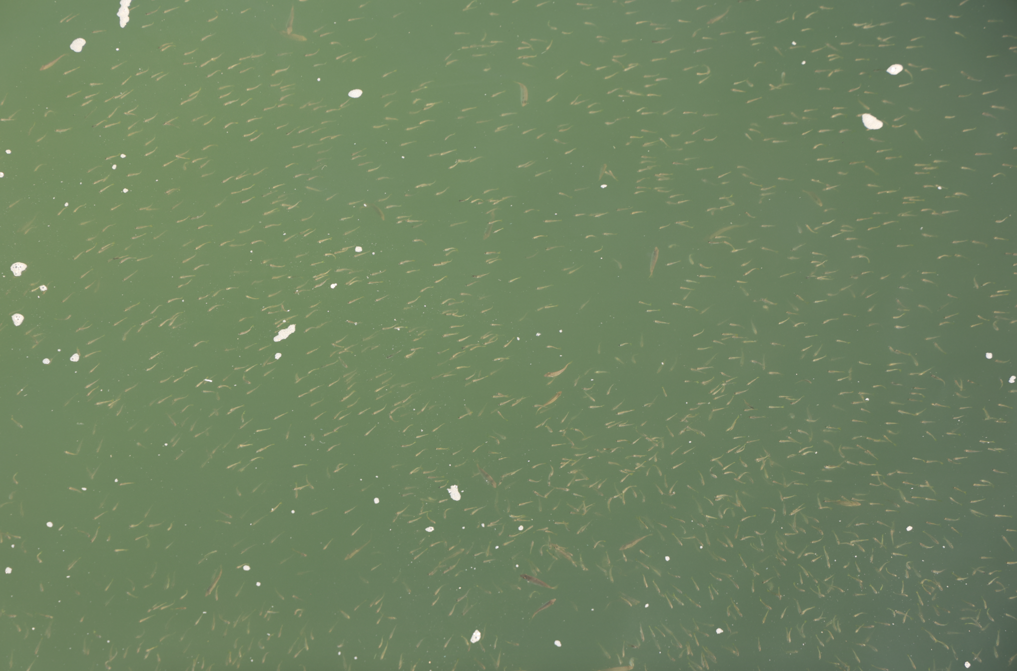 竹洲附近海域海水清洁、常年盐度稳定，适合鱼类繁衍生息。南方日报、南方+记者 关铭荣 摄