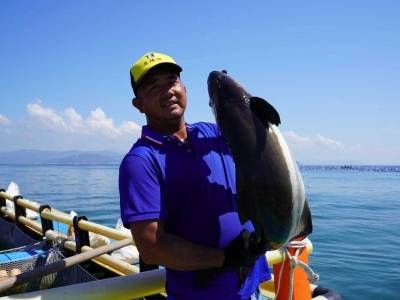 南方观察 | 汕尾海鲡鱼能游多远？