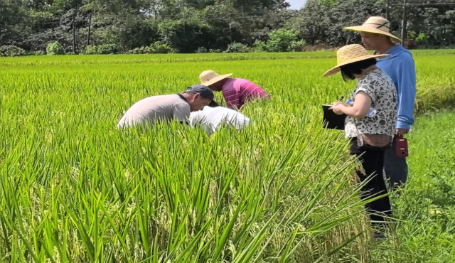 专家对合理密植田块进行技术指导