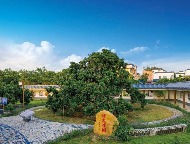 位于高州市分界镇储良村的储良母树公园