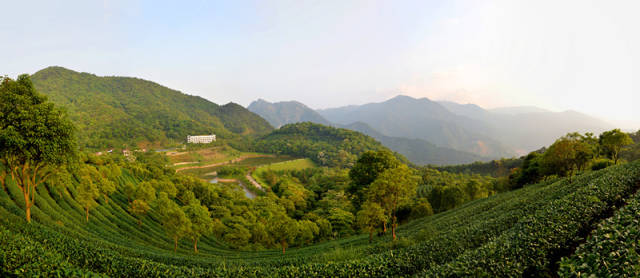 翔顺象窝山生态园位于太平镇，有曾获评“岭南最美茶园”的优质茶园。