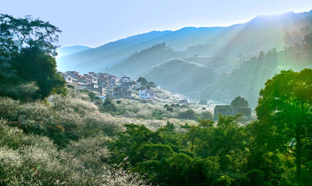 新兴盛产青梅，是新兴凉果重要的原料。