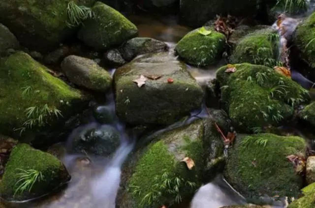 太平镇西水村，有“梦幻梅林”“阿凡达森林”“幽谷翠溪”等景点。