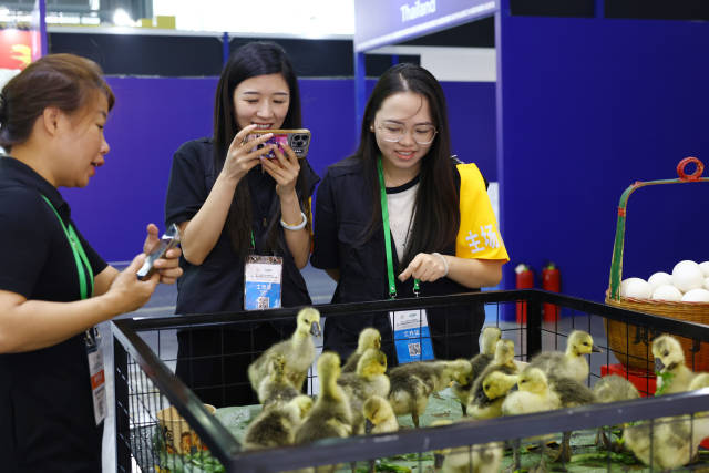 参会观众咨询购买澄海狮头鹅苗。