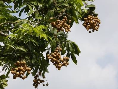 观察|“媒体+”赋能 药食同源破题高州龙眼品牌价值跃升