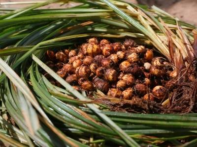 扎根、奉献、远行，一颗“全能豆”的新征程 | 疆品入湾记③