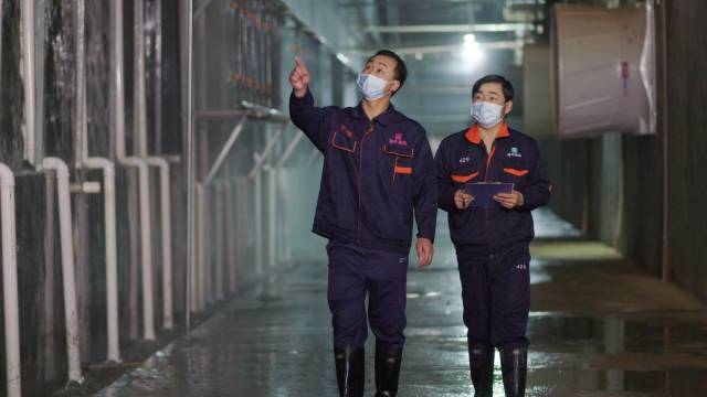 东瑞公司生猪楼房养殖栏舍后端除臭间。