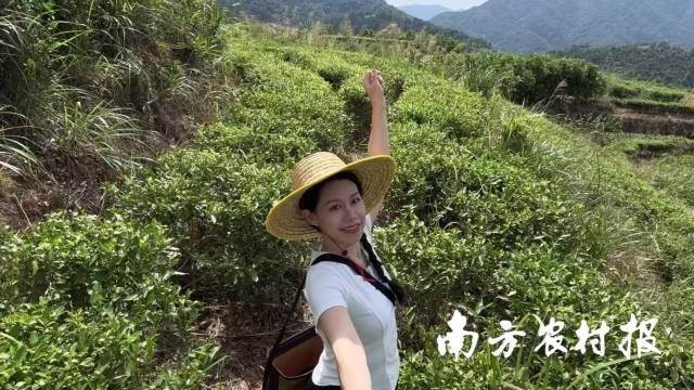 在茶园里的刘园园。 在茶园里的刘园园。