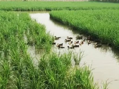 零散地变连片“金土地”，南沙耕地保护激活粮田新密码