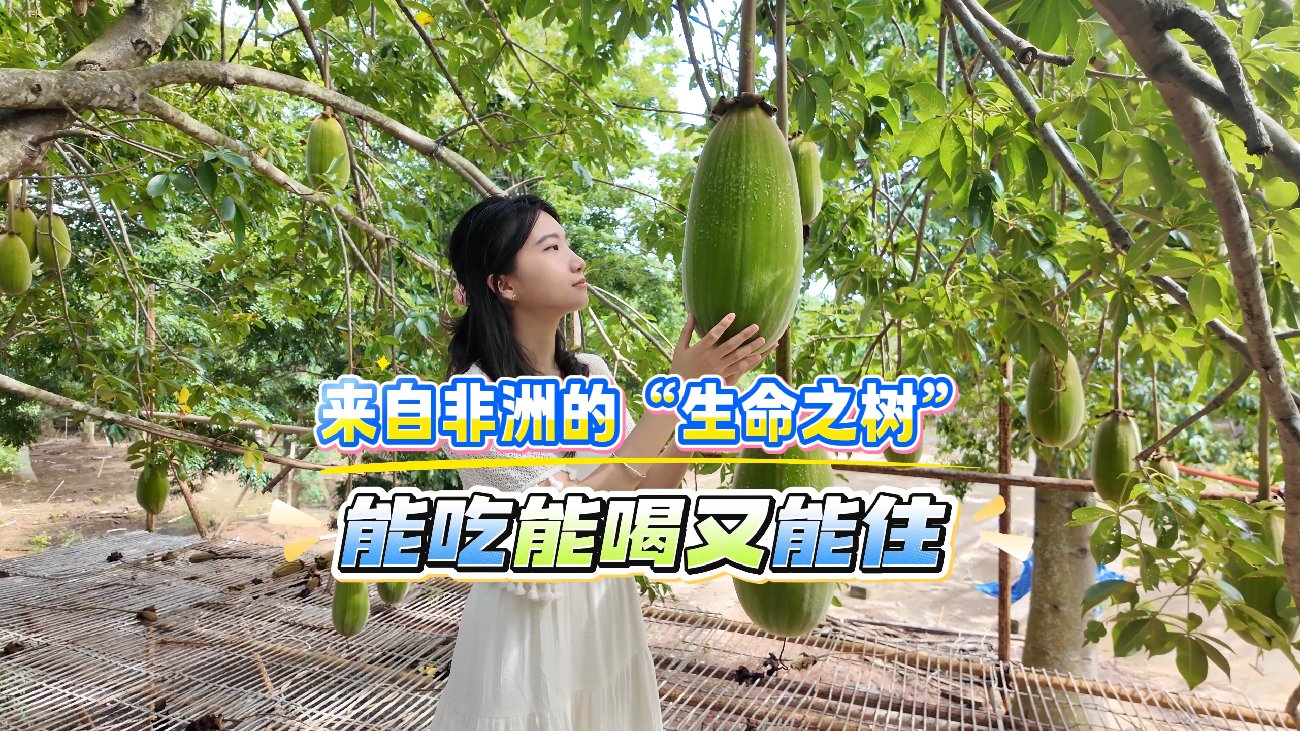 非洲“生命之树”扎根湛江!树干能储水,果实当饭吃_南方+_南方plus