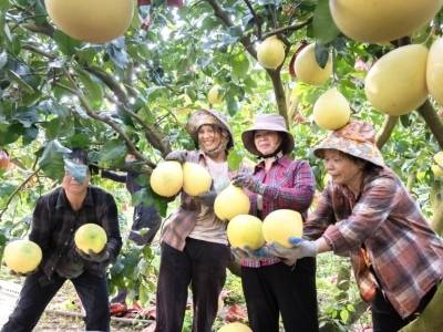 咬一口秋光！梅州蜜柚的“甜蜜journey”，藏着柚农的笑与盼