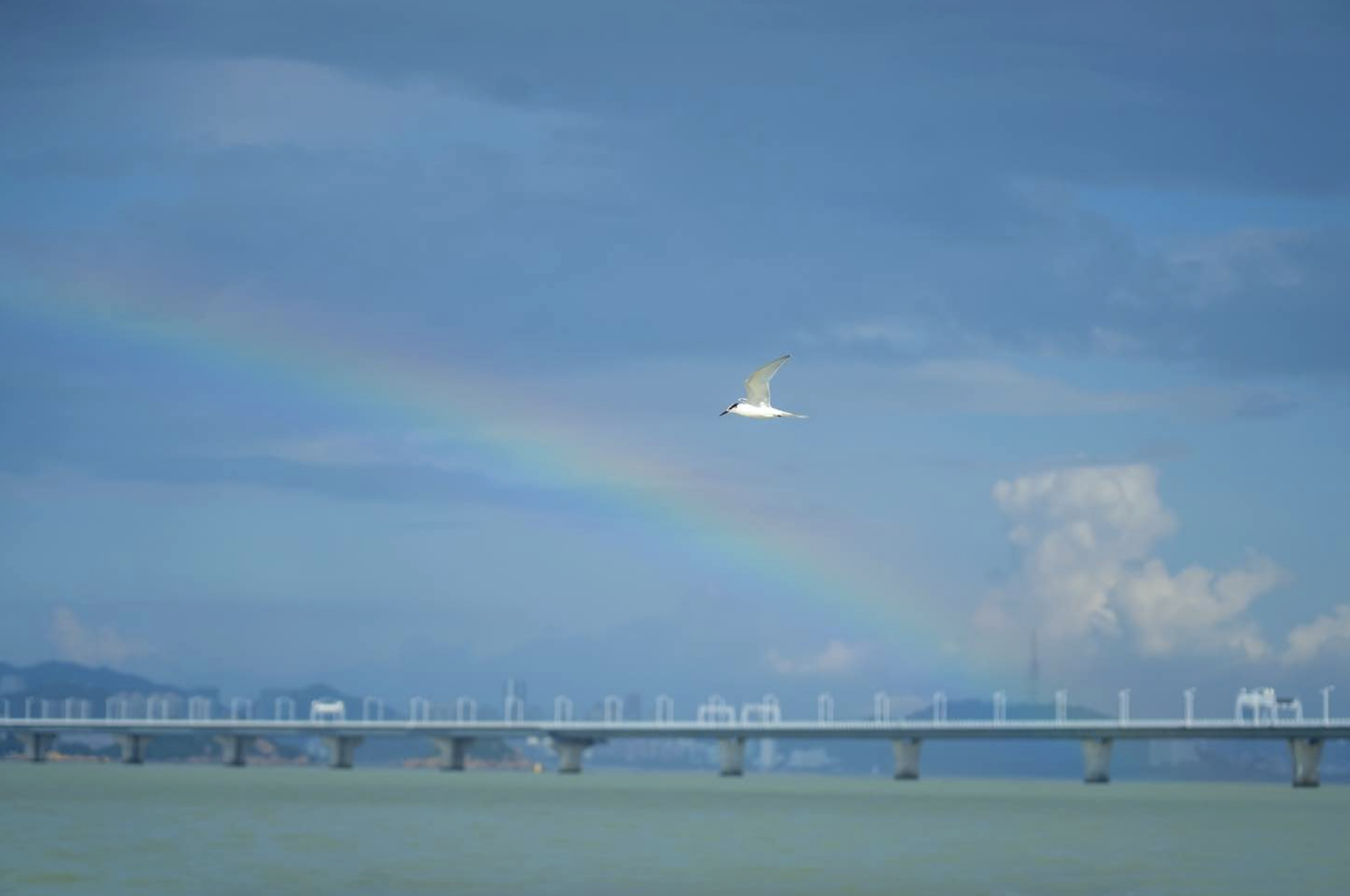 雨后的彩虹悠然跨海而起,在伶仃洋的上空勾勒出如梦弧光。 雨后的彩虹悠然跨海而起,在伶仃洋的上空勾勒出如梦弧光。