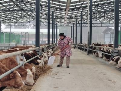 贵州黔西肉牛借广州力冲刺致富“牛路子”｜穗毕同心②