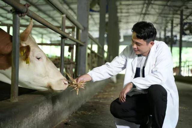 云浮“新农人”、众兴肉牛养殖场合伙人曾嘉宁。