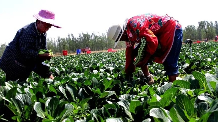 广东菜心大迁徙 种全国卖全国