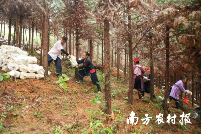 涡水镇当地村民种植灵芝。