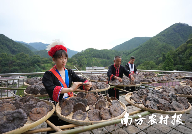 涡水镇当地村民晾晒灵芝。