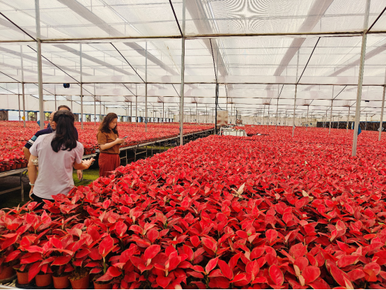 龙川县车田镇汤湖村的花卉种植大棚。 &nbsp;受访者供图