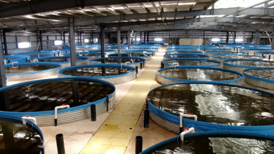 河源太二农业科技有限公司的养殖工厂里，每个水桶每轮可养殖5000尾加州鲈鱼。 &nbsp;受访者供图