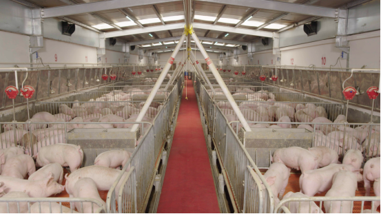 东瑞的养猪楼配备了智能化、自动化的养殖设备，是专为“二师兄”打造的高端舒适的“楼房公寓”。  受访者供图