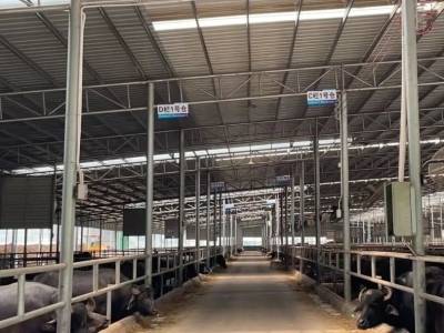 温伟文：做强牛产业，为家乡注入“牛”动力｜百千万·新农人