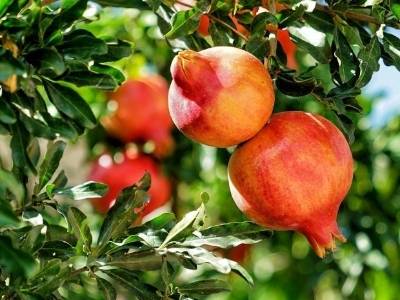 疏附石榴：最懂风味逻辑的INTP｜疆品性格图鉴