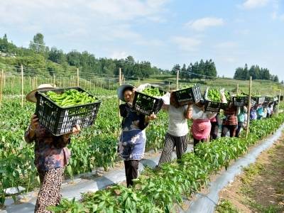 山货出山入海，天河大方协作深耕农业特色产业┃穗毕同心④