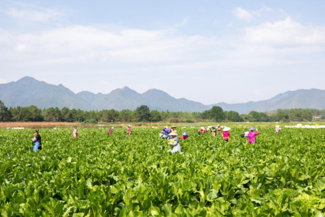 连州菜心 鲜甜大湾区