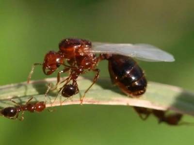 秋游踏青归乡除草，谨防红火蚁！专家：被叮咬后严重时可致过敏性休克