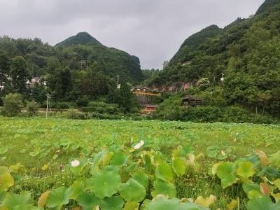 “荷叶上的村庄”宜居也宜游，增城携手贵州织金打造农旅融合样板┃穗毕同心⑥