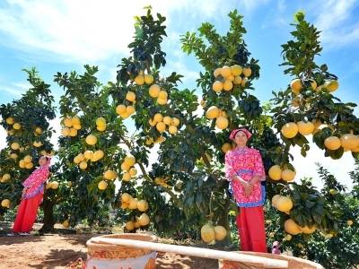 柚见丰收！梅州大埔蜜柚的“爆款密码”：分级销售、代理模式、网红带货